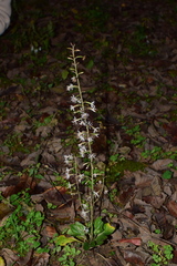 Ainsliaea macroclinidioides