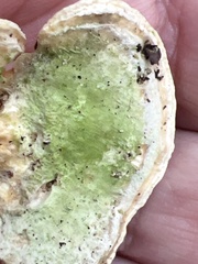 Loweomyces fractipes