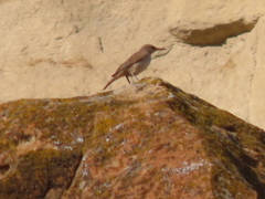 Salpinctes obsoletus