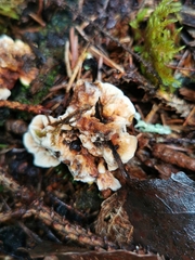 Hydnellum aurantiacum