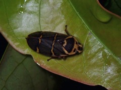 Cercopidae