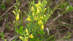 Linaria genistifolia