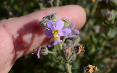 Chaenostoma caeruleum