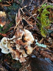 Hydnellum aurantiacum