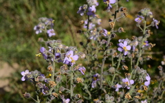 Chaenostoma caeruleum