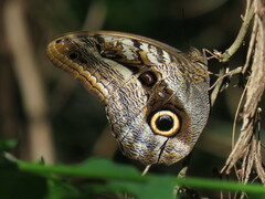 Caligo
