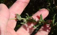 Chaenostoma caeruleum