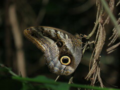 Caligo
