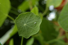 Aleyrodes proletella