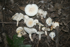 Clitocybe rivulosa