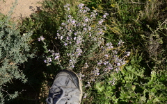 Chaenostoma caeruleum