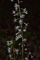 Ainsliaea macroclinidioides