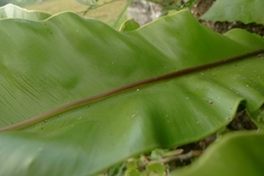 Asplenium nidus