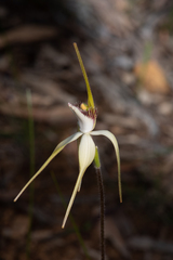 Caladenia longicauda