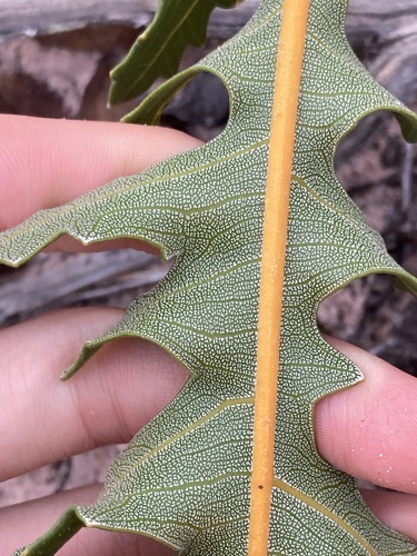Image of Banksia repens by (c) Thomas Mesaglio, some rights reserved (CC BY)