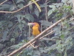 Pteroglossus bailloni