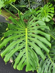 Monstera deliciosa