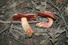 Boletus rubroflammeus