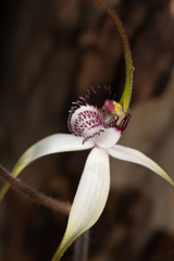 Caladenia longicauda