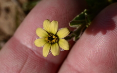 Osteospermum
