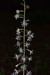 Ainsliaea macroclinidioides