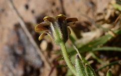 Osteospermum