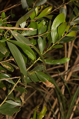 Acacia confusa