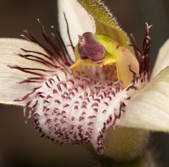 Caladenia longicauda