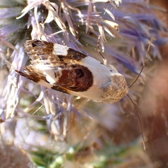 Acontia lucida