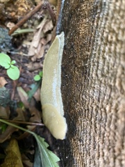 Ariolimax columbianus