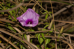 Ipomoea cairica