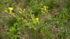 Linaria genistifolia