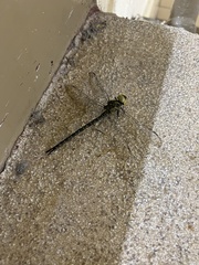 Coryphaeschna ingens