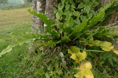 Asplenium nidus