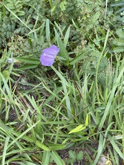 Centrosema virginianum