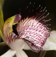 Caladenia longicauda