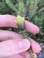 Petrophile ericifolia