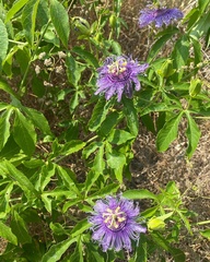 Passiflora incarnata × cincinnata
