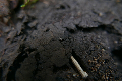 Entomobryidae