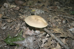 Boletus variipes