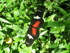 Heliconius doris