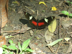 Heliconius doris
