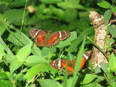 Anartia amathea