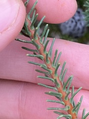 Petrophile ericifolia