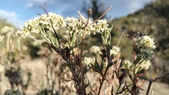Eriogonum microtheca