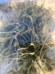 Hydrocharitaceae