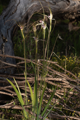 Caladenia longicauda