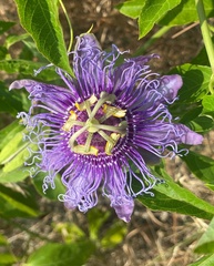Passiflora incarnata × cincinnata