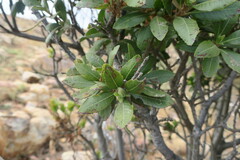 Morella pilulifera