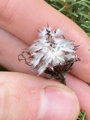 Petrophile ericifolia